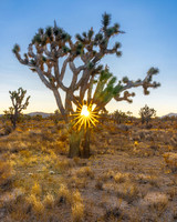Mojave Joshua Tree Sunrise 390