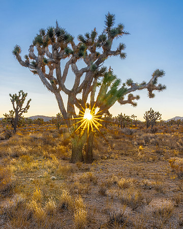 Mojave Joshua Tree Sunrise 390