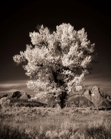 Infrared Tree 01822