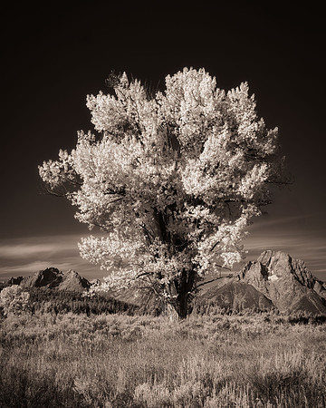 Infrared Tree 01822