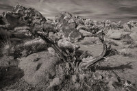 Dead Tree Infrared Joshua Tree NP 8636