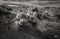 Cholla Infrared Joshua Tree NP 8646