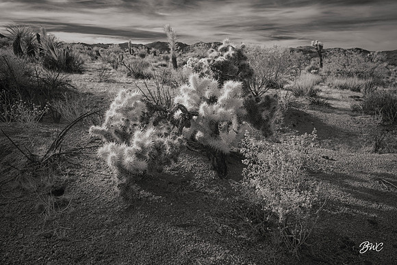 Cholla Infrared Joshua Tree NP 8646