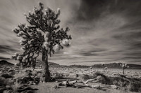 DSC08640-Edit