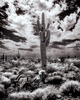 Saguaro Cactus Afternoon Mesa AZ 04118