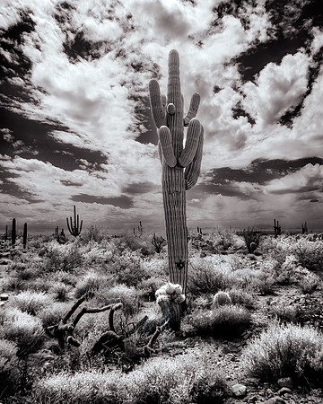 Saguaro Cactus Afternoon Mesa AZ 04118