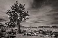 Joshua Tree Infrared 8640