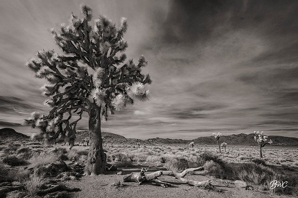 Joshua Tree Infrared 8640