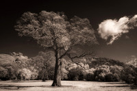 Oak Tree Lake County CA Infrared 1705