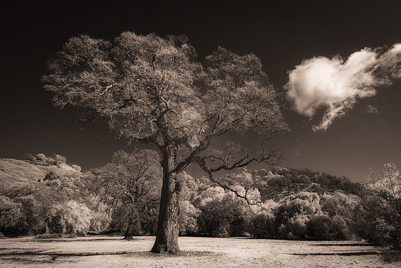 Oak Tree Lake County CA Infrared 1705