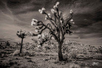 Joshua Tree Infrared 8602