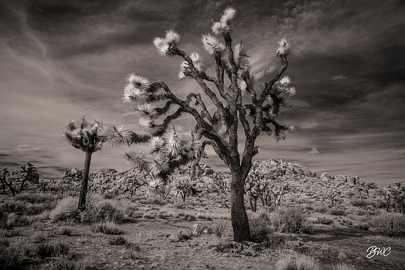 Joshua Tree Infrared 8602