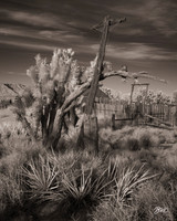 Mojave Afternoon Infrared 00