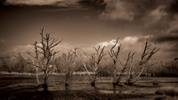 California Coast  Infrared 0788