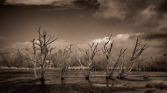 California Coast  Infrared 0788