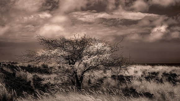 Big Island Hawaii Infrared 2391