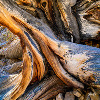 Ancient Bristlecone Pine 1319