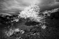 Maui Hawaii Infrared 7943