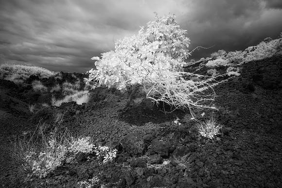 Maui Hawaii Infrared 7943